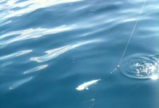  Salida de pesca en el mar con profesionales